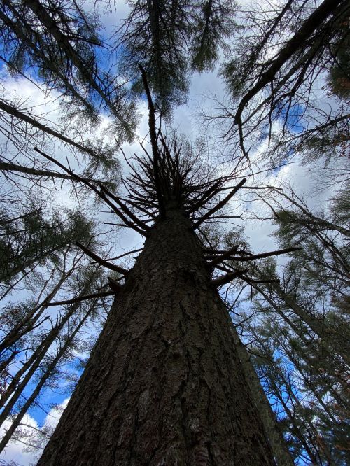 A tall tree viewed from below, reaching towards a cloudy sky, surrounded by other trees in a forest.