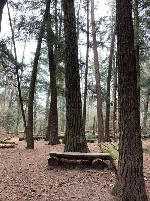 A serene forest scene with tall trees and a wooden bench among fallen logs on the forest floor.