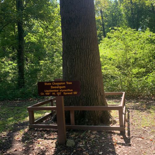 A large tree with a sign reading "State Champion Tree Sweetgum" in a wooded area.