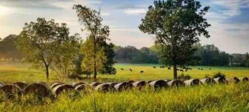 A serene landscape featuring green fields, trees, and cows grazing, with barrels lined in the foreground.