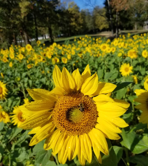A close-up of a vibrant sunflower with a bee, surrounded by a field of sunflowers under a clear blue sky.