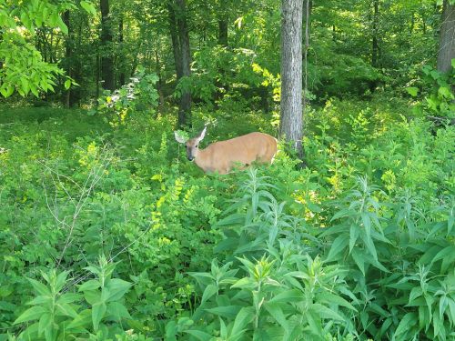 A deer stands among lush green foliage in a wooded area, surrounded by trees and plants.