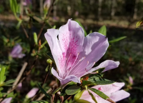 Close-up of a light pink azalea flower with delicate petals and speckled patterns, surrounded by green leaves.
