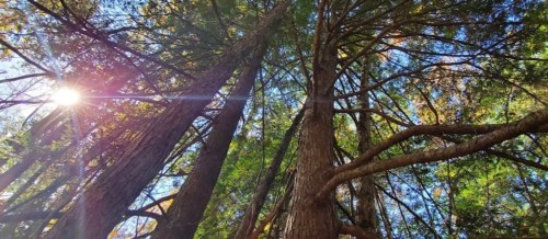 Looking up at tall trees with sunlight filtering through the leaves in a vibrant forest.