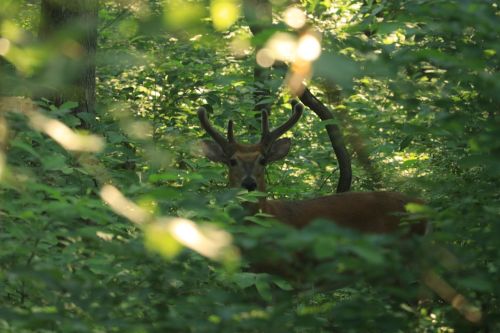 A deer with antlers stands partially hidden among lush green foliage in a forest.
