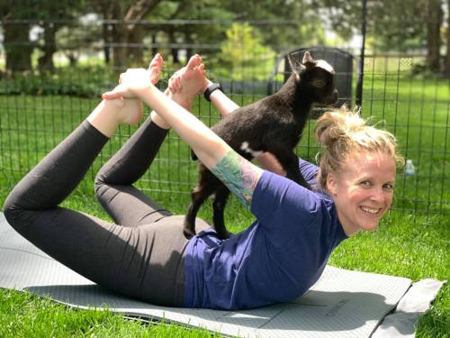 A woman in yoga pose on a mat outdoors, smiling as a small goat stands on her back. Green grass and trees in the background.
