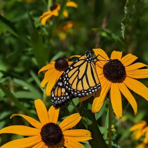 A monarch butterfly perched on vibrant yellow flowers with dark centers in a lush green setting.