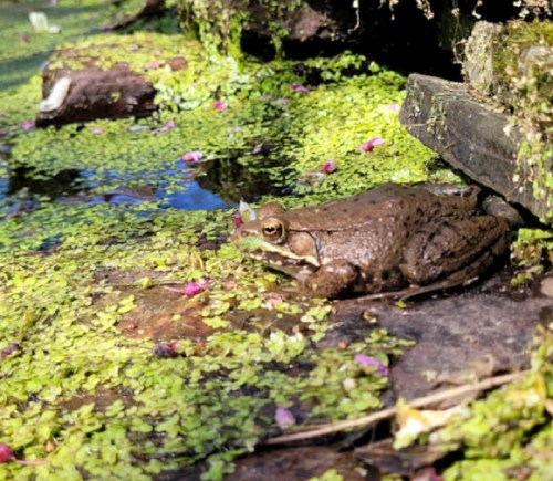 A brown frog resting on a mossy rock near a pond covered with green algae and scattered pink petals.