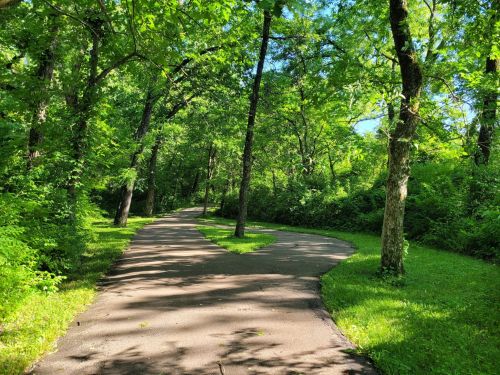A winding path through a lush green forest, surrounded by trees and dappled sunlight.