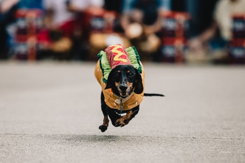 A dachshund in a hot dog costume runs joyfully on a street during a festive event.
