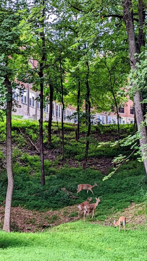 A group of deer grazing in a lush green forest with trees and a building visible in the background.