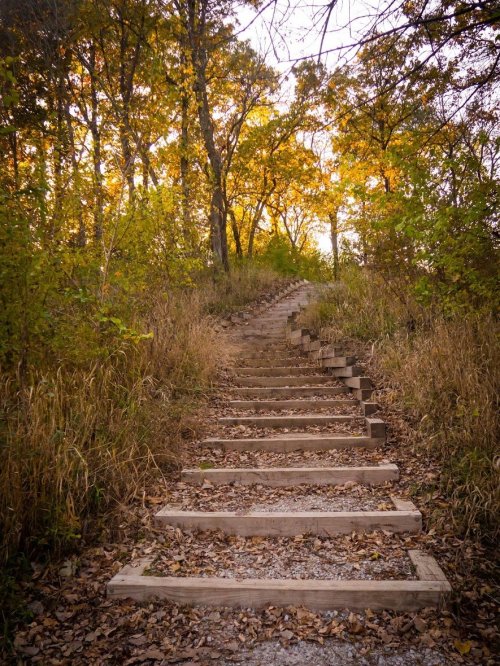 A winding wooden staircase leads up through a forest with autumn foliage and fallen leaves.
