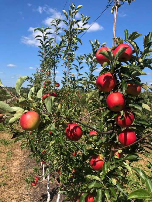 A sunny orchard with apple trees heavy with ripe red apples against a blue sky.