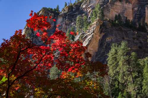 Vibrant red leaves in the foreground with a rocky cliff and green trees under a clear blue sky in the background.