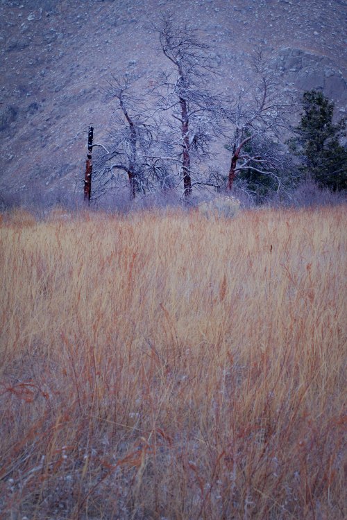 A barren landscape with tall, dry grass and sparse, leafless trees against a rocky mountain backdrop.