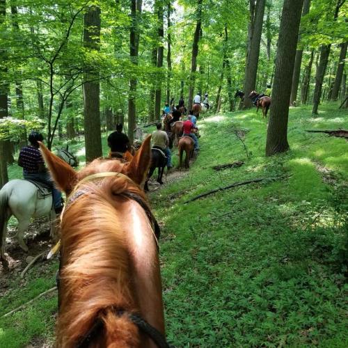 A group of people riding horses through a lush green forest trail.