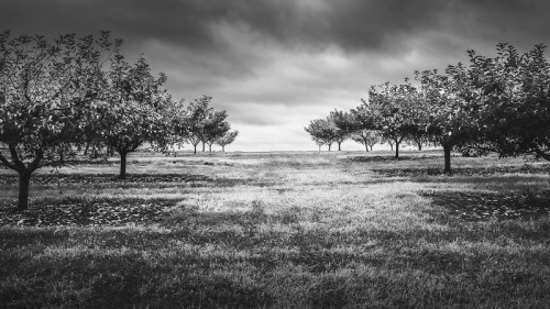 A black and white landscape of an orchard with trees lining a grassy field under a cloudy sky.