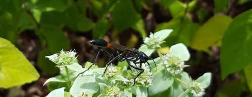 A black insect with an orange stripe perched on green leaves and small white flowers in a natural setting.