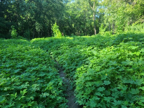 A lush green path winding through dense foliage in a sunlit forest.