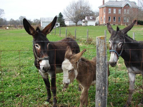 Three donkeys, including a young foal, stand by a fence in a grassy field with a farmhouse in the background.