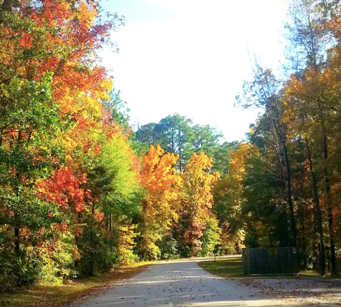 A scenic road lined with vibrant autumn trees in shades of red, orange, and yellow under a bright blue sky.