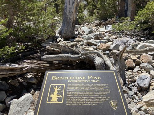 A sign for the Bristlecone Pine Interpretive Trail, surrounded by rocky terrain and ancient trees.