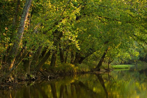 Lush green trees line a calm river, reflecting the vibrant foliage in the tranquil water.