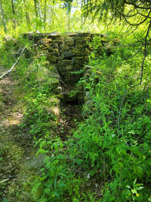 Stone structure partially covered by greenery in a forested area, with moss and plants surrounding it.