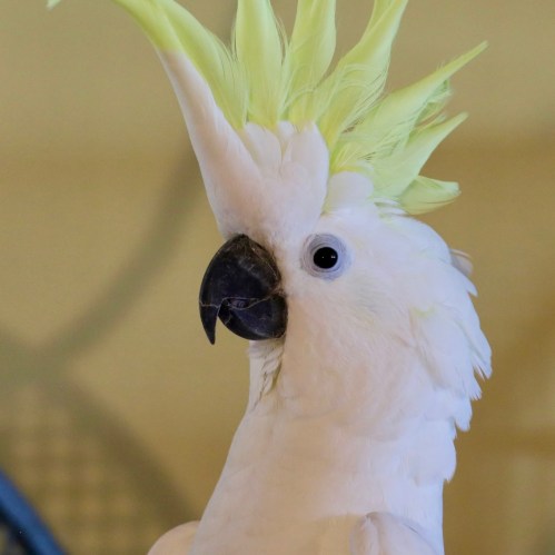 A white cockatoo with a bright yellow crest, perched and looking curiously at the camera.