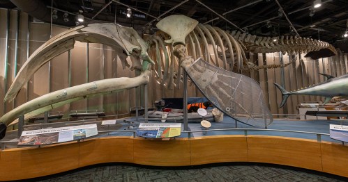 A large whale skeleton displayed in a museum, with informational plaques and other marine artifacts nearby.