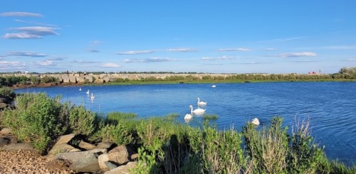 A serene lake scene with swans swimming, surrounded by greenery and a clear blue sky.