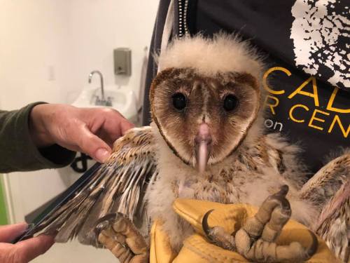 A close-up of a young owl being held, showcasing its fluffy head and outstretched wings.