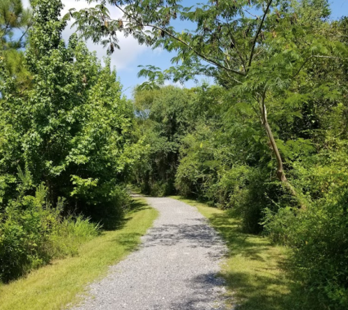 A winding gravel path surrounded by lush green trees and foliage under a clear blue sky.