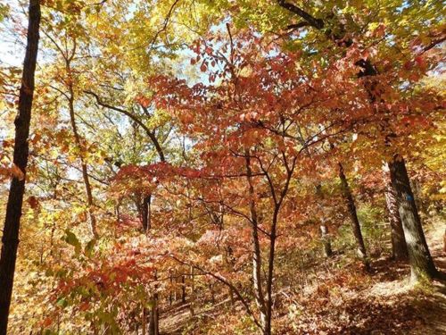 A vibrant autumn forest scene with trees displaying bright orange and yellow leaves under a clear blue sky.