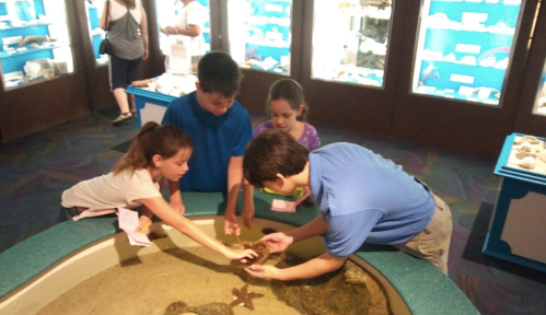 Children interacting with a touch tank at an aquarium, exploring marine life with a guide.