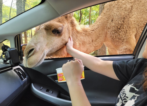 A camel leans into a car while a person reaches out to pet it, surrounded by trees in a sunny setting.