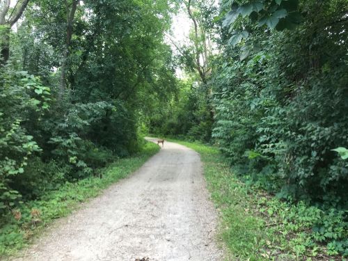 A winding gravel path through a lush green forest, with a dog walking in the distance.