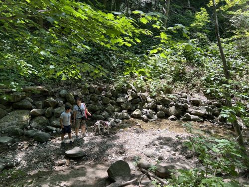 Two people stand by a rocky stream in a lush green forest, accompanied by a dog. Sunlight filters through the trees.