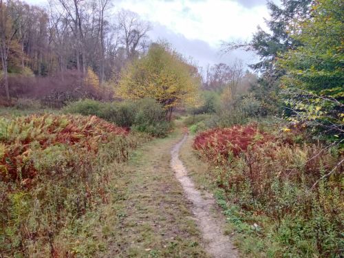 A winding dirt path through a lush, colorful forest with autumn foliage and trees in the background.