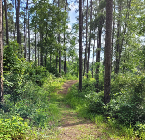 A winding dirt path through a lush green forest with tall trees and vibrant foliage.