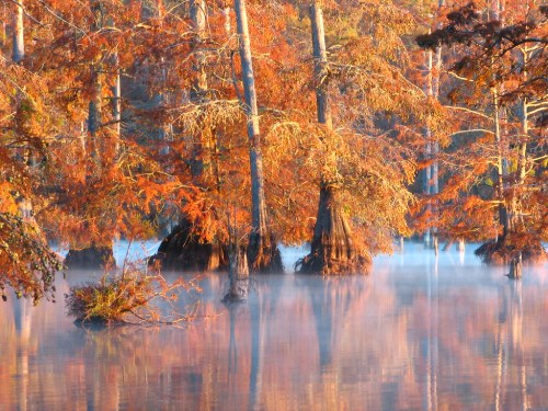 A serene swamp scene with cypress trees and vibrant autumn foliage reflected in misty water.