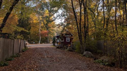 A serene path through a forest with autumn foliage, leading to a small building in the distance.