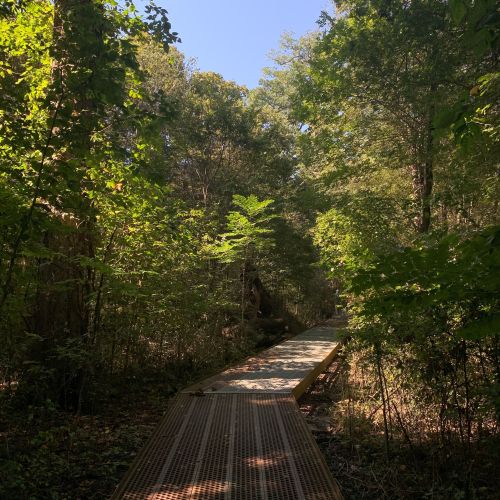 A wooden boardwalk winding through a lush, green forest under a clear blue sky.