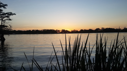 Sunset over a calm lake, with silhouettes of tall grass in the foreground and trees lining the horizon.