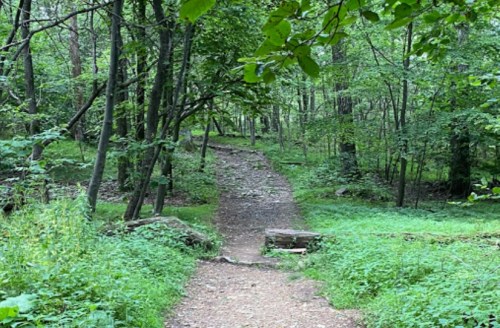 A serene forest path winding through lush greenery and trees, inviting exploration in a peaceful natural setting.