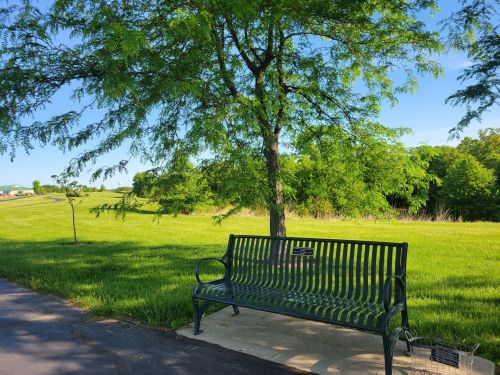 A green park bench sits on a paved path under a leafy tree, surrounded by lush grass and distant hills.