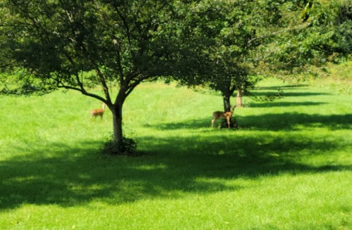 Two deer grazing in a lush green field under the shade of trees on a sunny day.