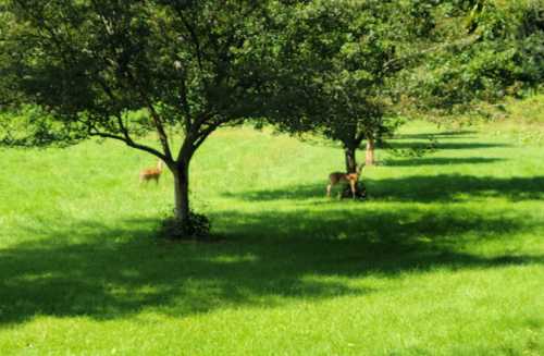 Two deer grazing in a lush green field under the shade of trees on a sunny day.