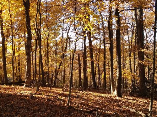 A serene forest scene with tall trees and vibrant autumn leaves, casting warm golden hues on the forest floor.