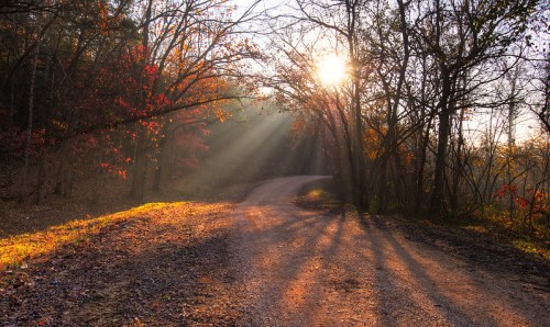 A winding dirt road through a forest, illuminated by sunlight filtering through trees, with autumn leaves scattered.